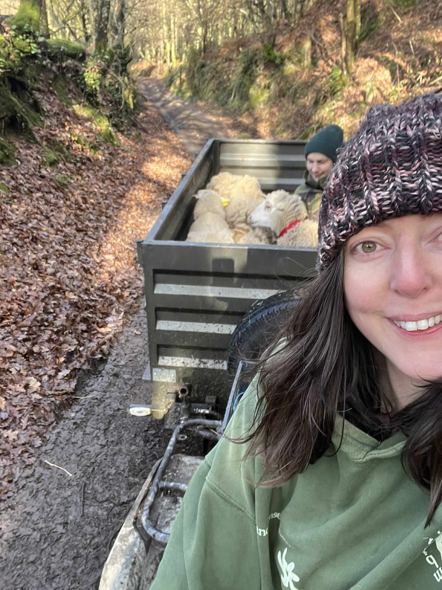MinoValleyFarm's tweet photo. We’d like you to meet the 3 sheep saved at the auction! A baby boy, a male &amp; a female. They are very scared &amp; skinny but now they’re safe ♥️We named them Lúa for the mama (the one who shines) Anxo for the papa (angel or messenger) &amp; Gael (courage &amp; bravery) inspired by Galicia https://t.co/jvowuAdwBP