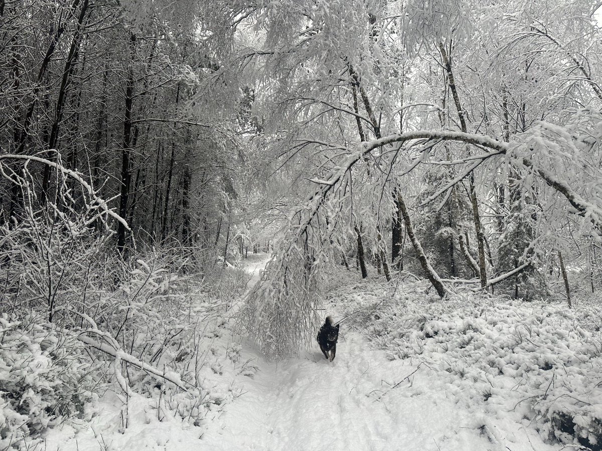 JennyLuten's tweet photo. Prachtig nu in het bos, maar oppassen voor vallende takken! #sneeuw #veluwe #hoenderloo https://t.co/orJv8VIGBR