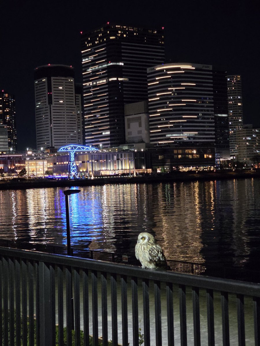 豊洲にコミミズクが飛来してた🦉
