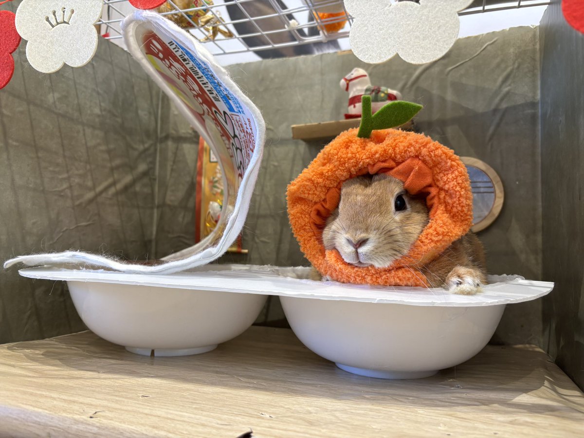 本日の雪見だいふくちゃんズ🤍その②！
ありがとうございました✨
#うさおちゃん
#ゆきちゃんここちゃん
#むぎちゃん
#うさぎのしっぽ　#うさぎのしっぽビナウォーク店　#うさぎのいる暮らし　#うさぎ好きさんと繋がりたい　#うさぎ専門店　#토끼　#兔子　#rabbit