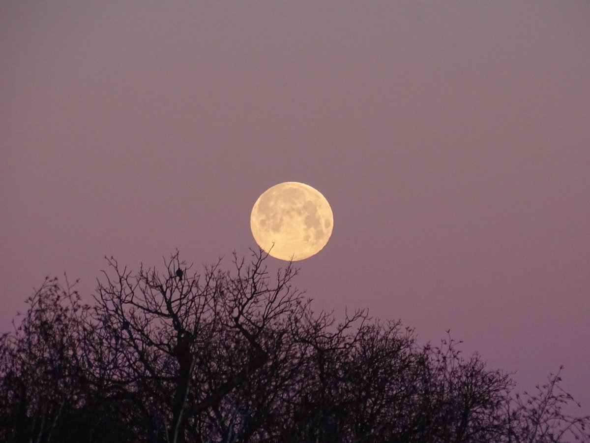 clive branch tweet media