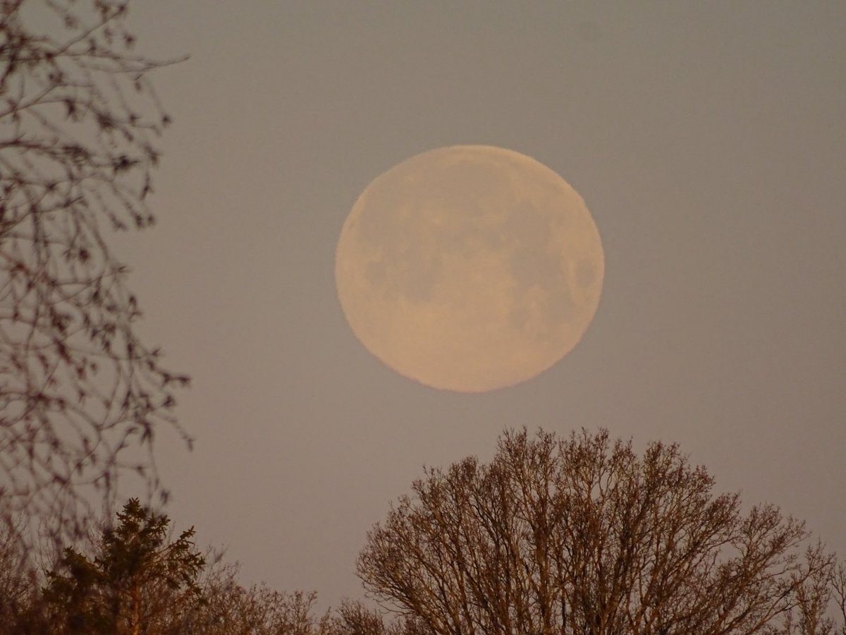 clive branch tweet media