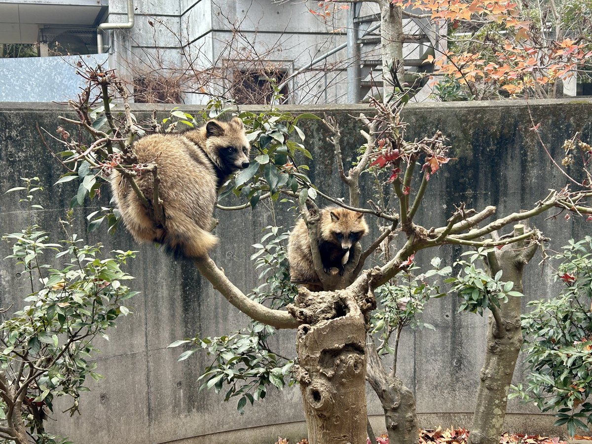 とくしま動物園のたぬきᐢ⓿ᴥ⓿ᐢ 前も木の上にいたね。