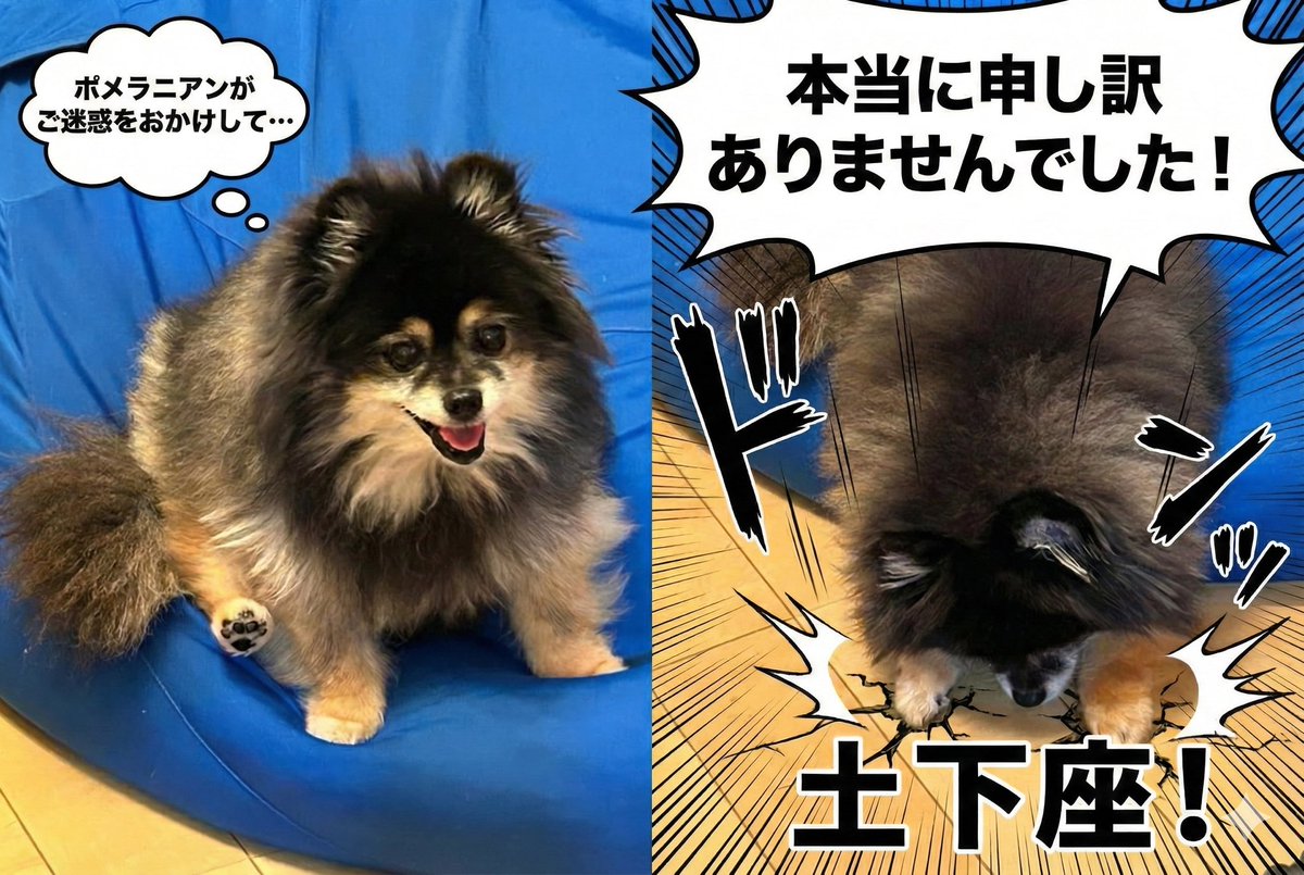 ☆受付☆ポメラニアン ポメラニアン ココ・3ちゃん | 【公式】子犬のブリーダー・ミニチュア