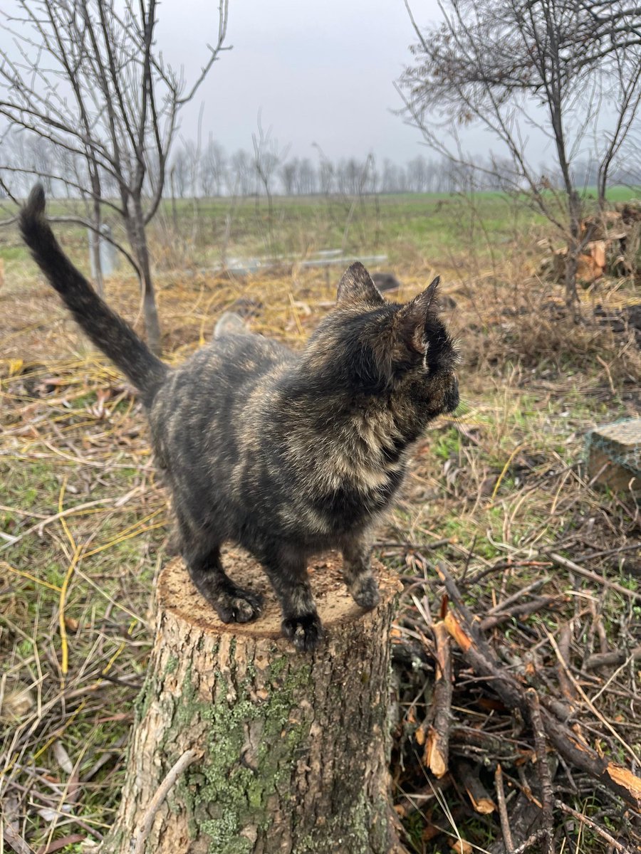 Ще раз прошу вас зглянутися.
Канапка лишилася в Павлоградському районі. Майже всіх котів евакуювали волонтери.

🆘️ Їй дуже треба дім.
Канапка стерилізована, здорова киця. Дуже лагідна. Привчена до туалету.

Всім необхідним забезпечу і привезу.
0639661606 Кет