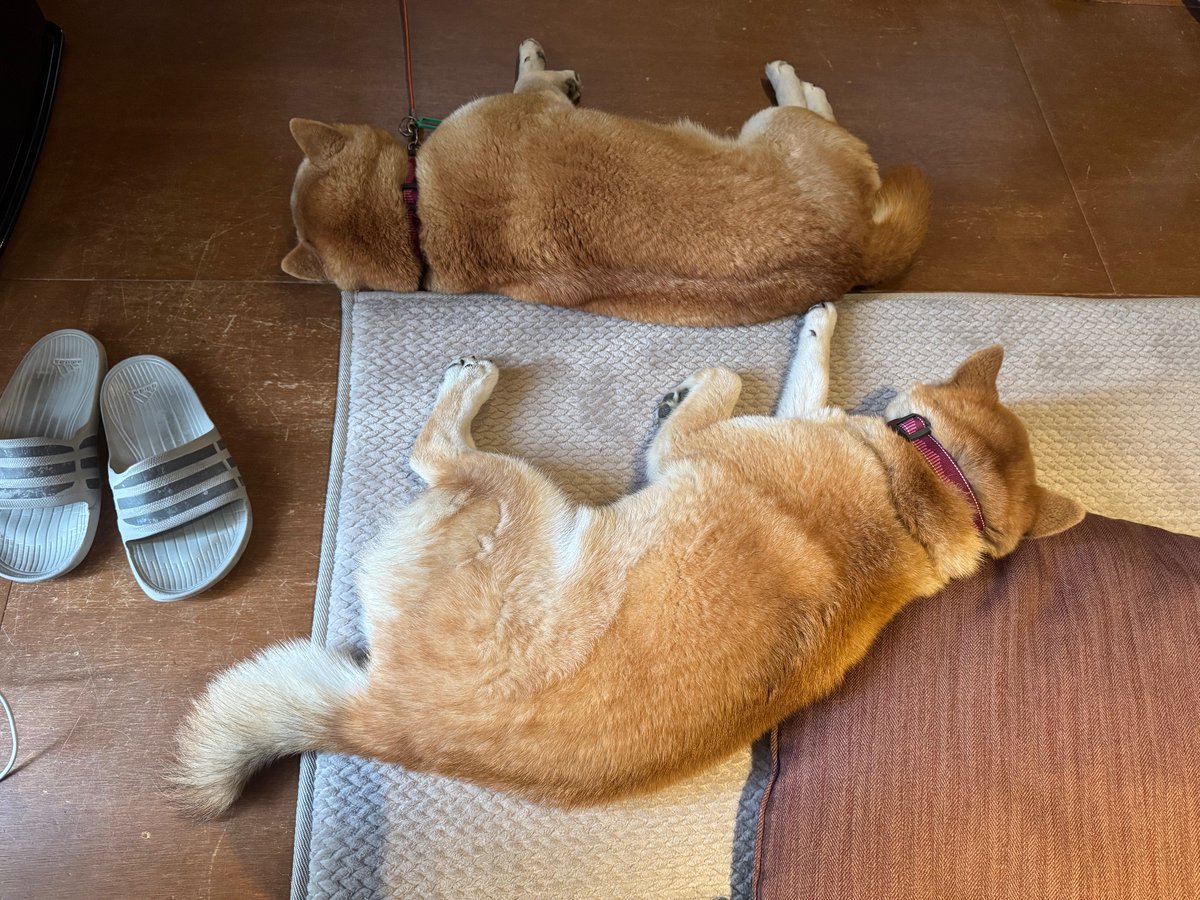chiechu's tweet photo. ことよろでーす
＃柴犬 ＃犬好き ＃お外ちゃむい ＃窓際昼寝 ＃あったか ＃shiba https://t.co/Kpjs037icG