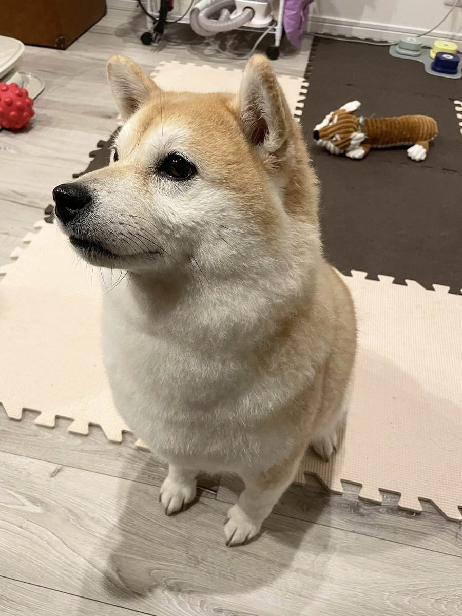 くまごろ (@kumagoro_J) / Posts / X