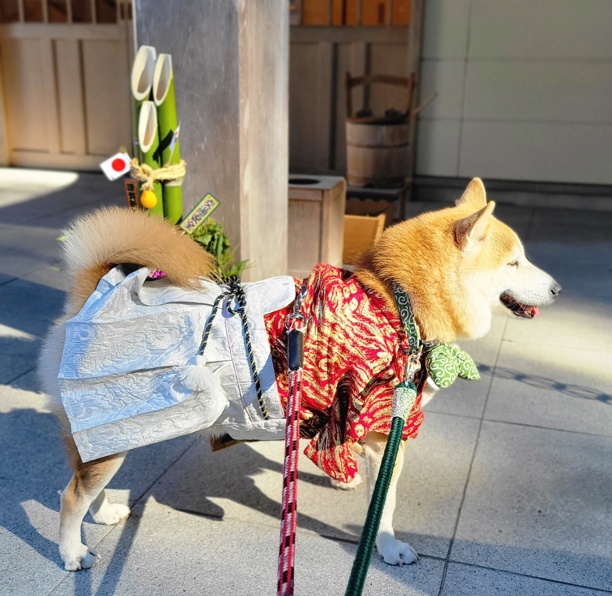 本日、6歳となった柴犬です お誕生日おめでとう🎉 ついでに、飼い主も誕生日だったのですが、完全に主役はらいとくんです❗, image size:1200x1169