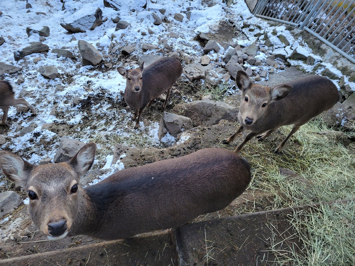 shot　ニホンジカ ニホンジカ（埼玉・大持山にて） | 山奥やまうぉーく YAMAWALK