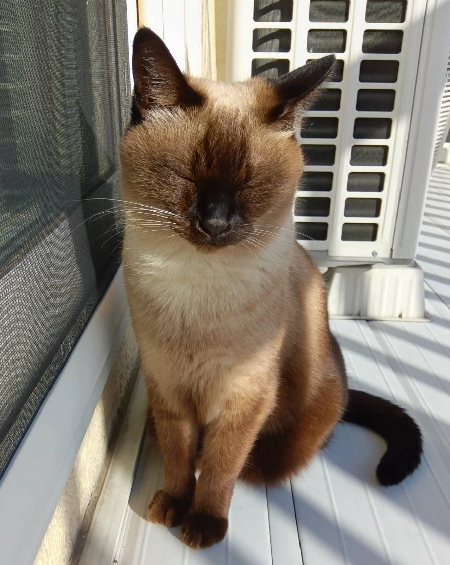 猫乃目ページ 猫乃目もにゃ↝クリエイター系VTuber (@nekonome_monya) / Posts / X