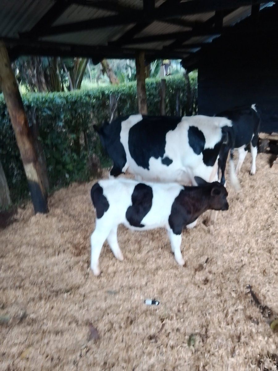 kiprutorollo's tweet image. Farm work isn’t aesthetic. It’s necessary
@amerix @DaviesChumba