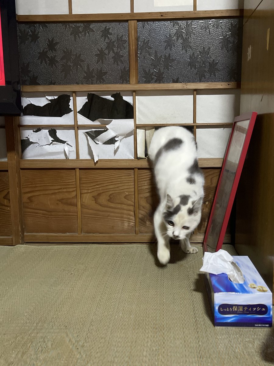 【専用】こんにちわんこそば様　完成 tokkyo (@tokkyo) / Posts / X