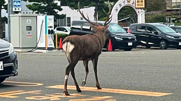 鹿に出くわすのが少なくなってる気がする