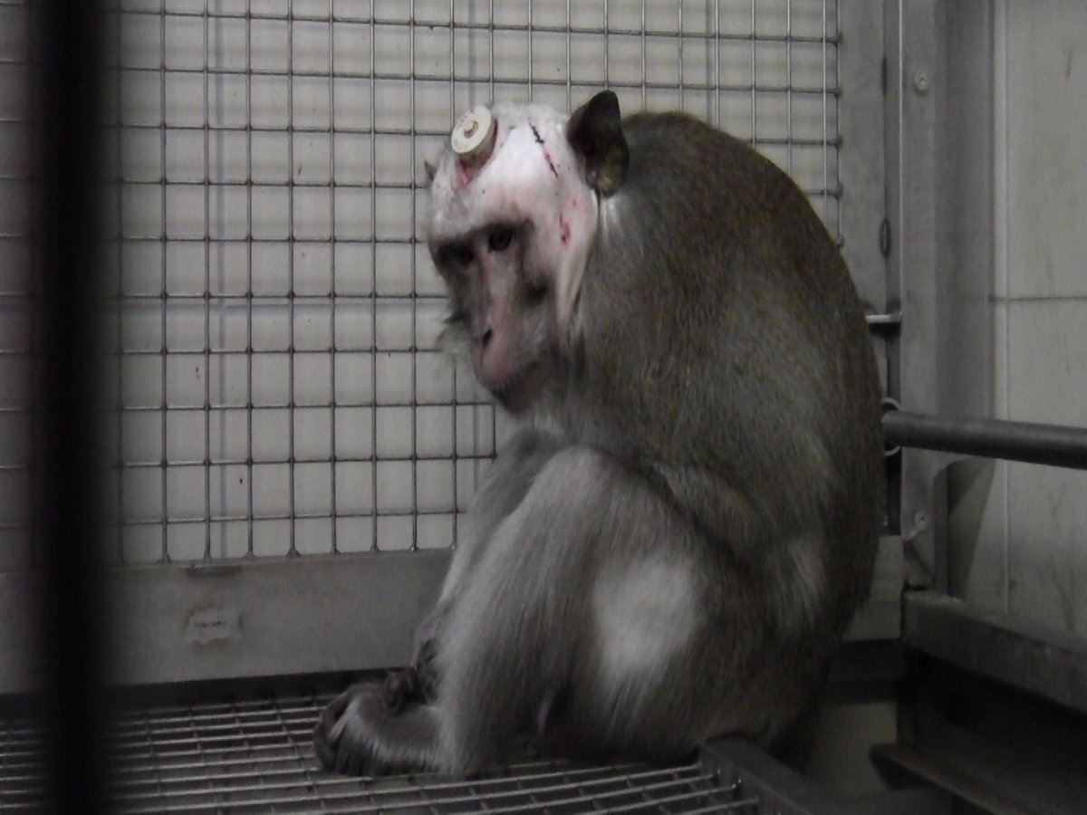 Action4Primates's tweet image. Today is #SunshineSaturday! Before booking your holiday in the sun, remember the persecuted #monkeys in #Mauritius. In 2024, over 14,000 long-tailed macaques were sent to suffer &amp;amp; die in testing labs in USA, EU &amp;amp; UK. Call on @GovMauritius &amp;amp; @SeeMauritius to end this cruel trade.