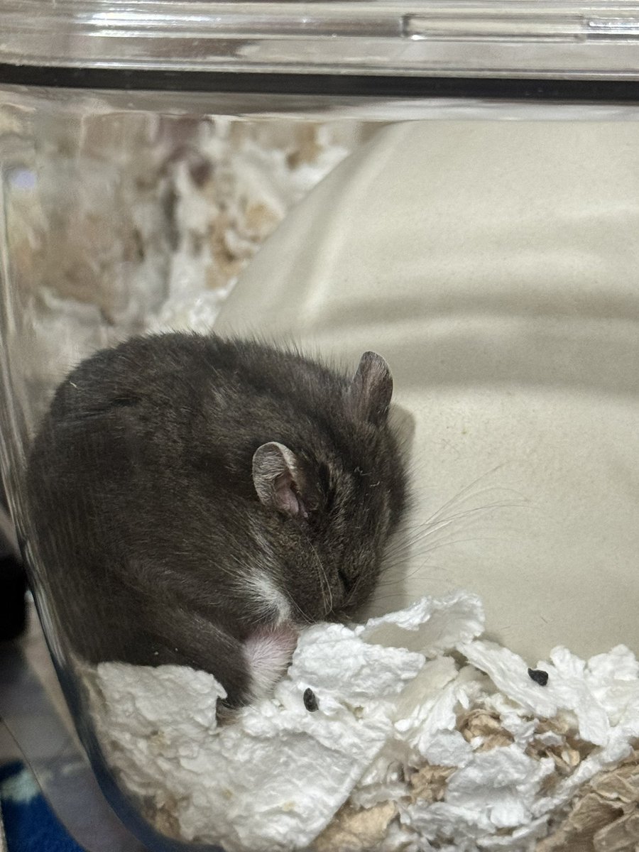 HAKAION's tweet image. 変なとこで寝る先生🐹