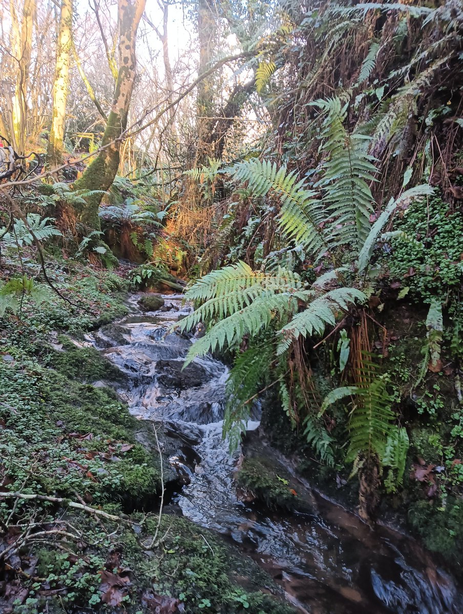 Donna Rainey tweet media