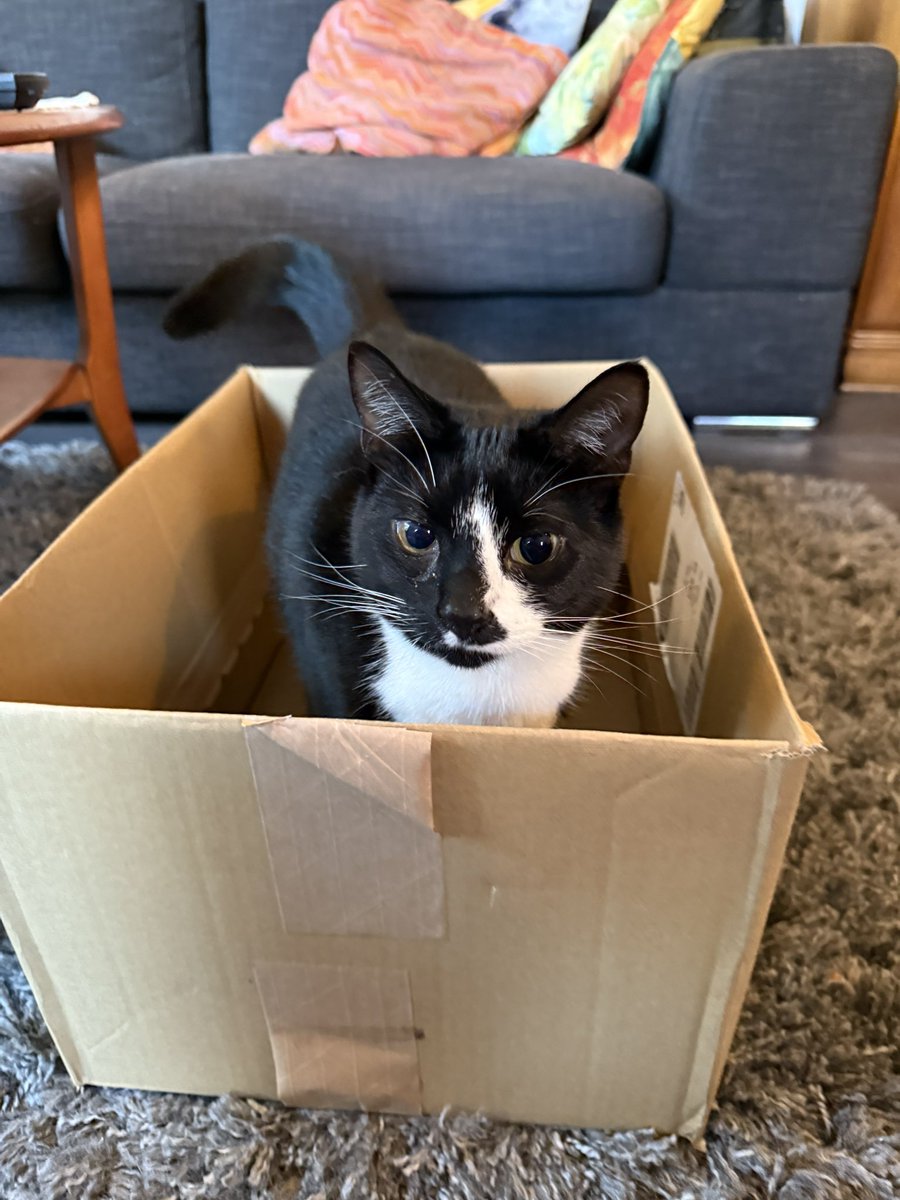 moseleymeows's tweet photo. First #Caturday of 2026 with Biscuit &amp; Scout! Proof that there’s no greater love story between a cat and their favourite box. https://t.co/xyDb8EfMRe