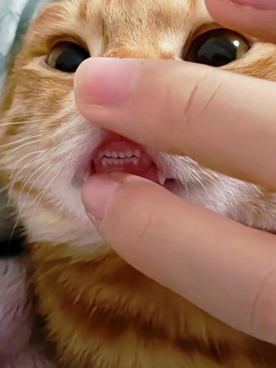 ThePetsX's tweet image. 