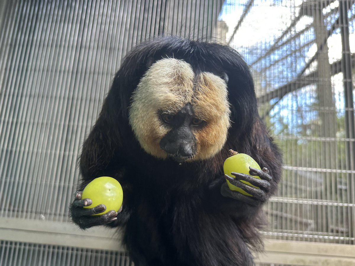 みかん (@Mika_An_Mikan) / Posts / X