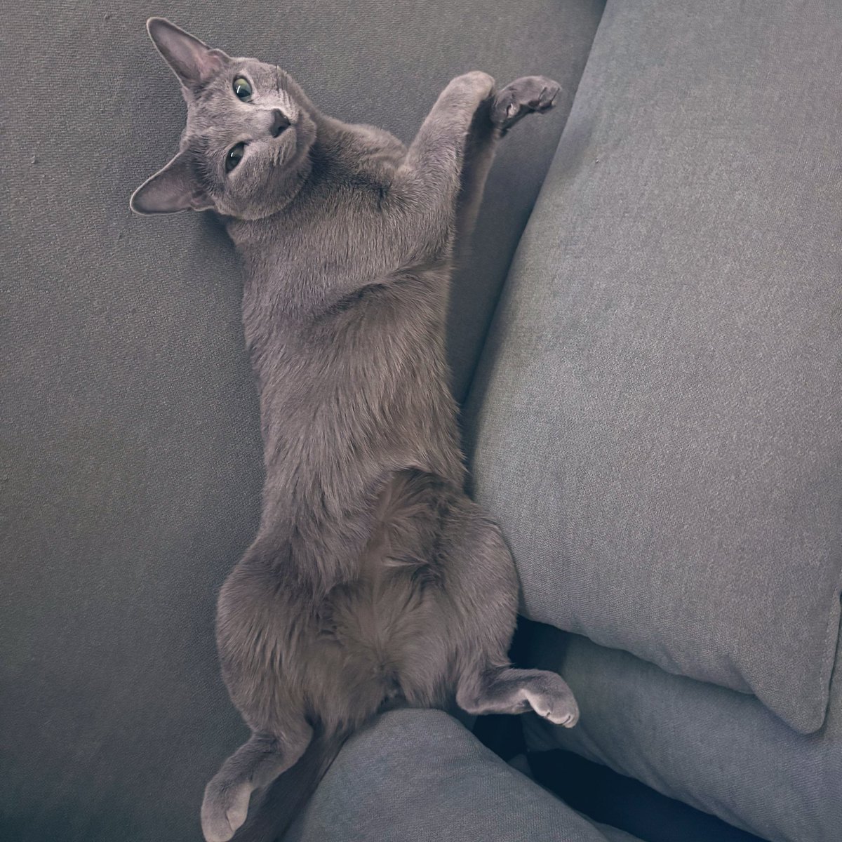 ロシアンブルーのシアン🐈‍⬛ (@kana_cosme123) / Posts / X