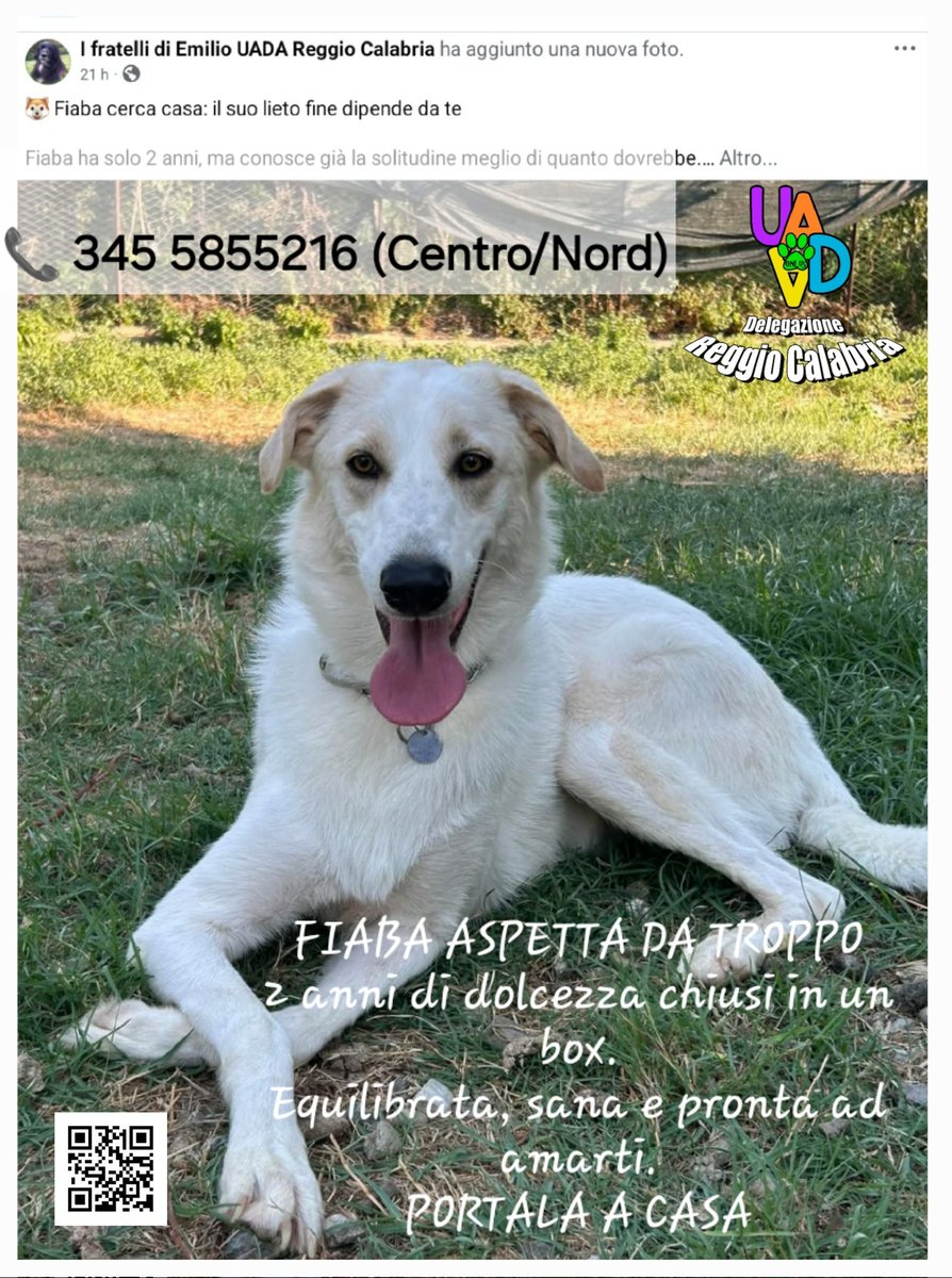 unonlus's tweet image. Nessuno ha mai chiamato per #Fiaba. Cambiamo il suo destino? 
#cercafamiglia 
2 anni, sterilizzata, affettuosissima. Adottala ora! 
📞 3455855216 Centro/Nord
#uadareggiocalabria