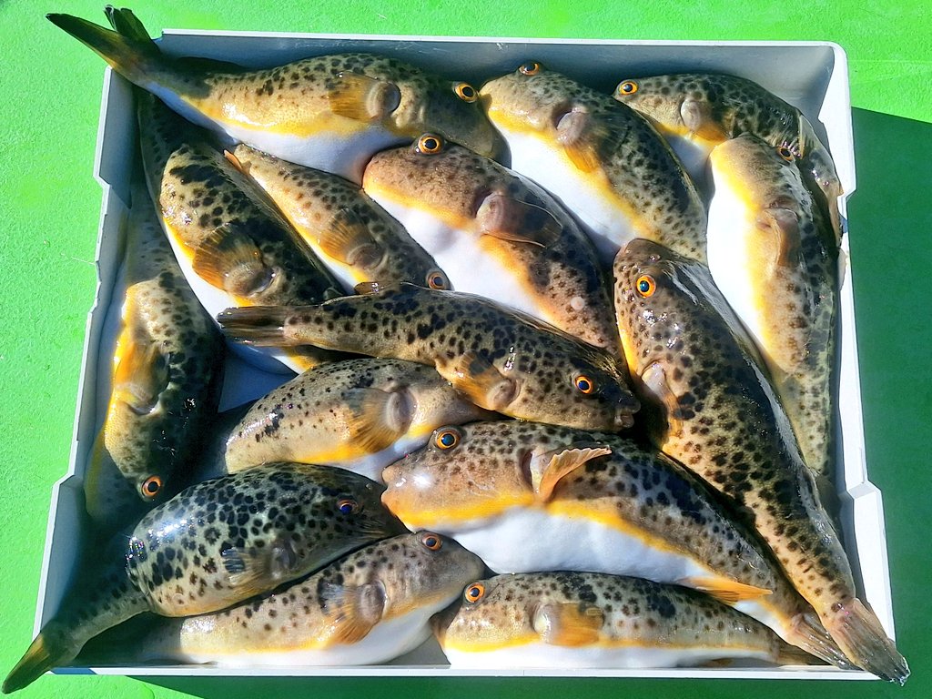 NAHO🎣🐙🐡🐱←改名 (元ヤマトさん) (@naho_NaaaHooo) / Posts / X