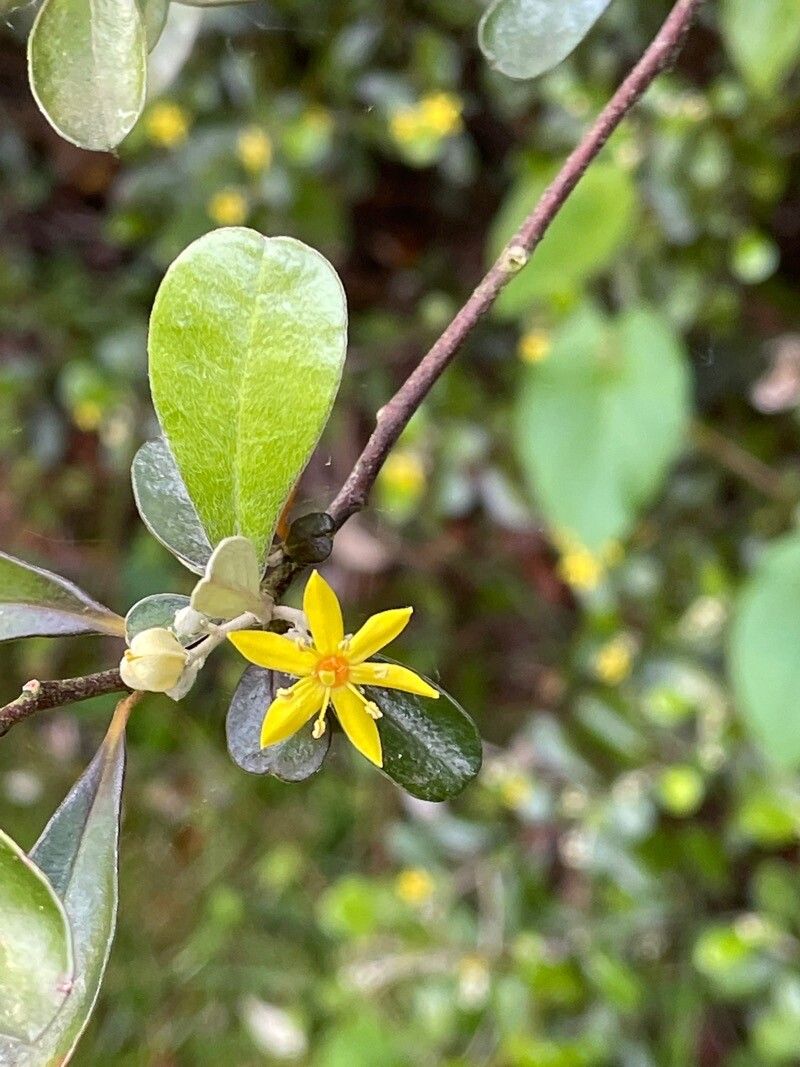 How to Propagate Corokia cotoneaster  
propagate.one/how-to-propaga…