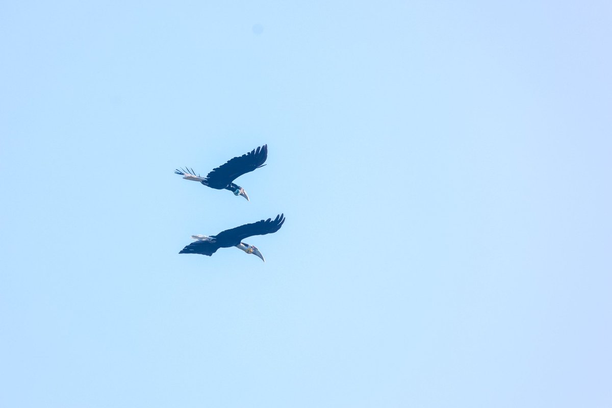 padmakumar5's tweet photo. Something on the bucketlist was to spot a Great Indian hornbill. We ended up spotting something rarer, the Wreathed Hornbills. Was lucky enough to spot 3 pairs flying one after the other sounding like helicopters. 

#Assamtourism #Kaziranga #Assam #birds #wildlifephotography
#birds 
#BirdsSeenIn2025 
#NaturePhotography #nocturnal #indiaves
#PhotoOfTheDay
#BBCWildlifePOTD #birdwatching #photography #birdsofindia