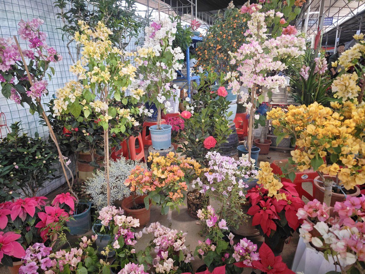 勒杜鹃，各种各样颜色的。