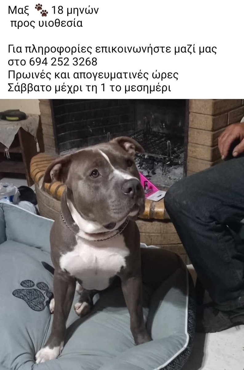 🆘️🆘️🆘️
Μαξ 18 μηνών προς υιοθεσία 
Για περισσότερες πληροφορίες επικοινωνία με το τηλ
Rt 🙏 🙏 🙏