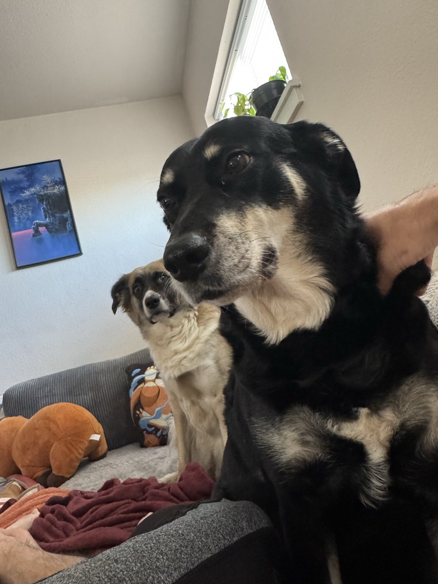 GiddiGamer's tweet photo. Ripley ignoring the weight of The Stare https://t.co/dzEMEi3Vhl