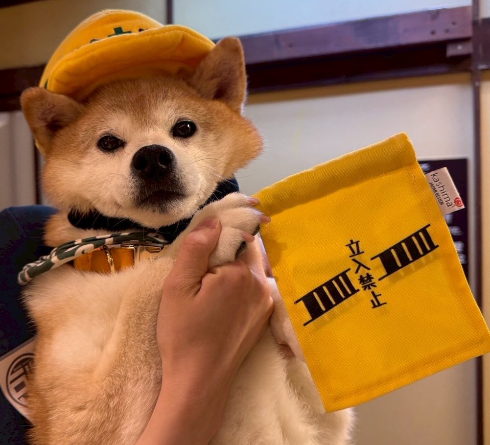 杏豆さんが交通整備をしてくれてました👷‍♂️ …左折…禁止…どす、 右折