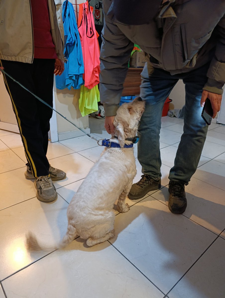 3 yaşında erkek kısırlaştırılmış
Maalesef birine hediye olarak alınmış ama bakılamamış, çok korkak 😭😭😭
Nolur yuva🏡
Lokasyon: Avcılar / İstanbul
‼️paylaşarak destek olur musunuz‼️