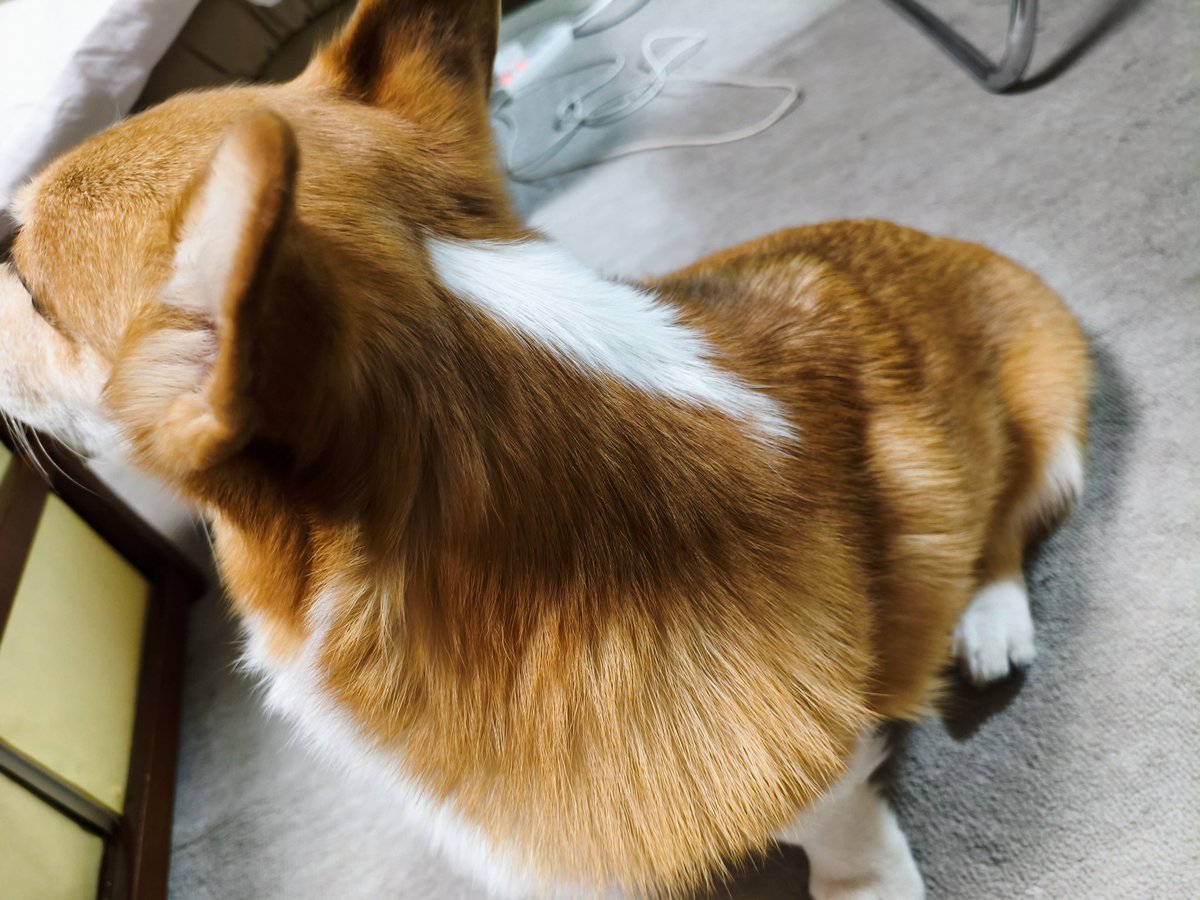 実家でも頑張ったら絵描けるやろって思ってたけど絵あげられなくてごめんなさい、今日戻りますんでずばばって描きます
お詫び：全く懐いてない親戚んとこのこぎちゃん