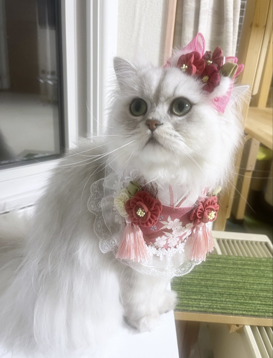 茶々ママ (@chachamama0515) / Posts / X