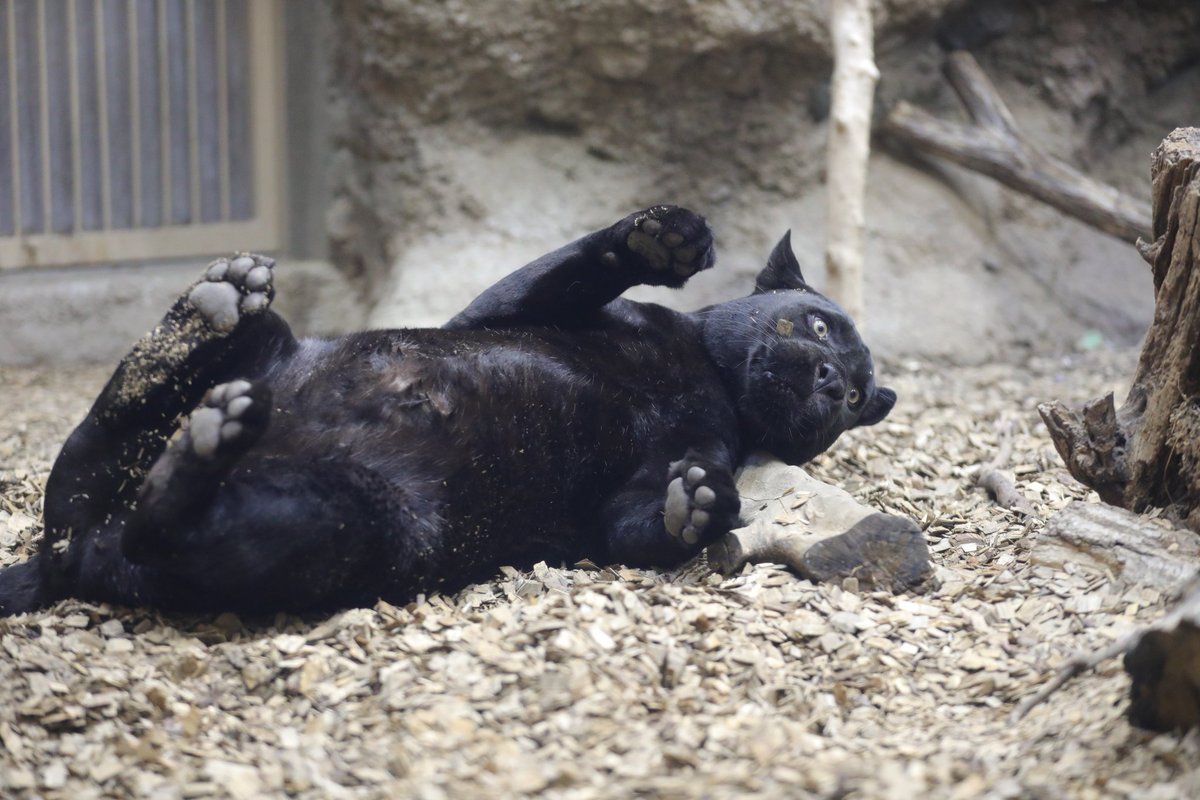 📷2026.1.3 #東山動植物園 #ジャガー #マヤ