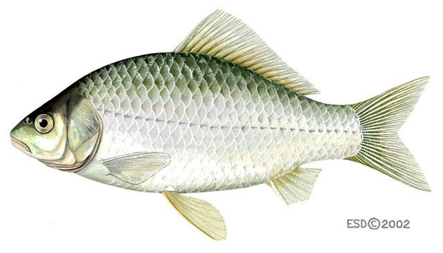 Tahukah kalian bahwa beberapa ikan seperti ikan mas (Carassius auratus) bisa bertahan hidup tanpa oksigen selama berbulan-bulan di musim dingin dengan mengubah asam piruvat menjadi etanol, bukan asam laktat. Ini mencegah penumpukan racun dalam tubuh. 

Referensi: 
Shoubridge, E.