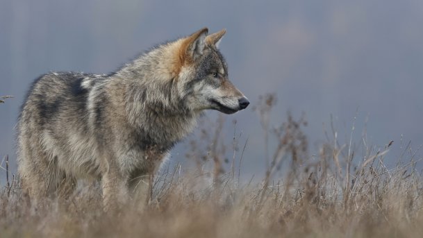 De ontknoping van de Earcatcher40 van 2025. De nummers 10 tot met 1. Te gast is Gijs de Kruif van NP Utrechtse Heuvelrug over wolf Bram, heuvelrugtuinen en de Utrecht Time Machine. Luister via 106.6FM, DAB+ en stream.roulettefm.nl. #DeBilt #Utrecht #Zeist