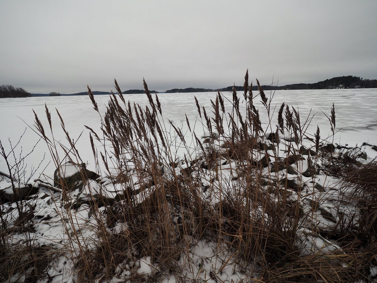 Verrattain laiskana vätyksenä kävin lähipostissa noutamassa lähetyksen ja samalla kiersin rannalla kameran kanssa. Matkaa tuli yhteensä 2520m. Sinisorsat viihtyvät sillan kapeikon sulassa ja vastaan tuli nykyajan puotipuksu. Kylmä tuuli, mutta muuten loistosää. #pinohimahommat