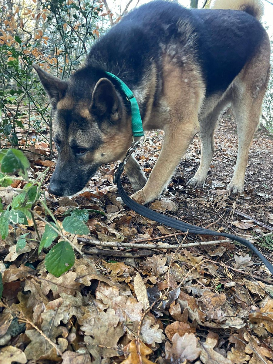 Please retweet to help Hatchi find a home #SUSSEX #UK  Available for adoption, registered British Charity
Details or apply below👇
arundawndogrescue.co.uk/hatchi
This gorgeous girl is STILL in kennels here with us at Arundawn. She has been patiently waiting for a foster offer and all