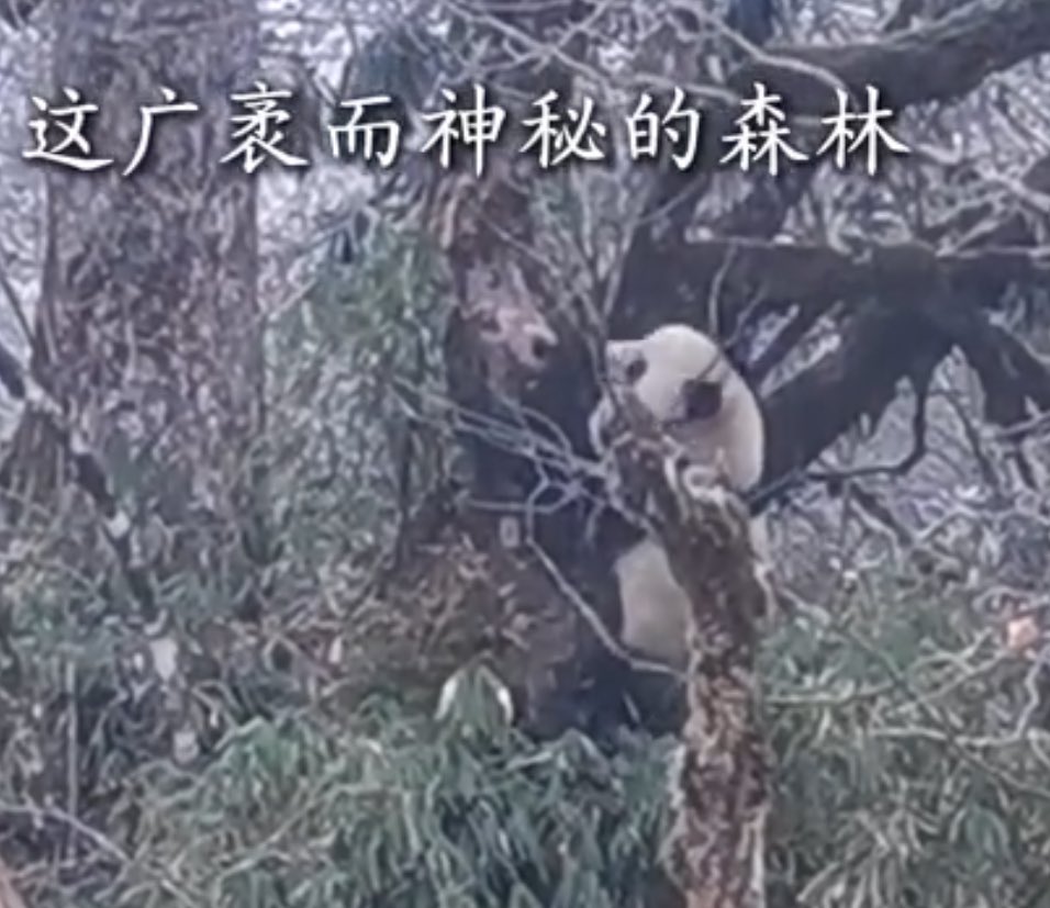 mickeyminnie611's tweet image. #大熊猫野化培训周记
#融生
#RongSheng
广袤而神秘的森林间，
“融生”自在玩乐，
愿它一路向前，
去探索未知，
去创造未来•.
cr. 中国大熊猫保护研究中心weibo Jan.2