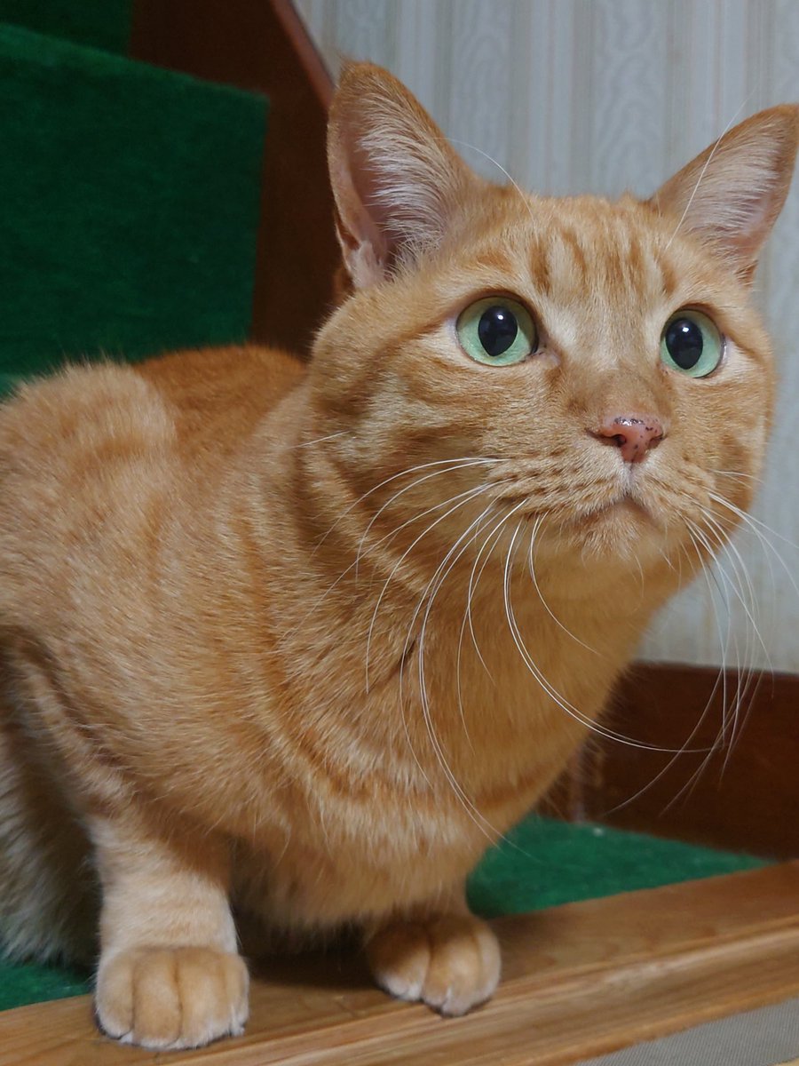 【希少】GINZA WAKO ライオン親と子 希少】GINZA WAKO ライオン親と子