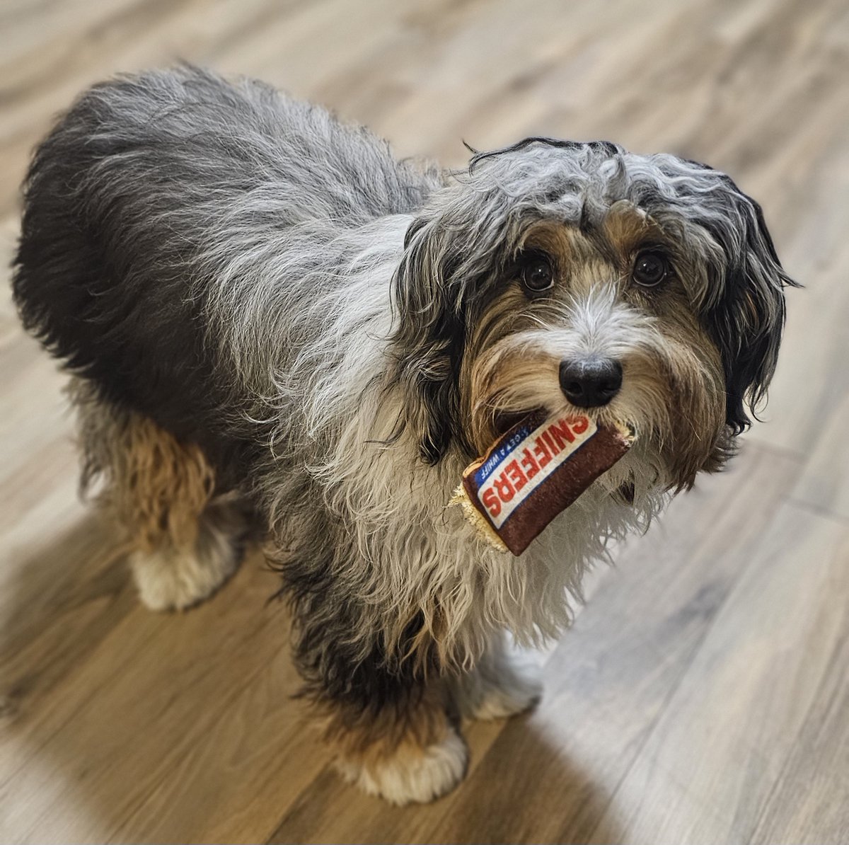 Coopymations tweet media