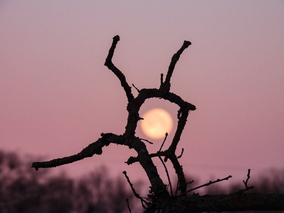 Watching the full wolf moon setting in ryhill Wakefield <a href="/kerriegosneyTV/">Kerrie Gosney</a> <a href="/itvweather/">ITV Weather</a> <a href="/KeeleyDonovan/">Keeley Donovan</a> <a href="/Hudsonweather/">Paul Hudson</a> <a href="/SimonOKing/">Simon King</a> <a href="/bbcweather/">BBC Weather</a> <a href="/Expwakefield/">Experience Wakefield</a> <a href="/MyWakefield/">Wakefield Council</a> <a href="/WakeExpress/">Wakefield Express</a> <a href="/journoLeanneC/">Leanne Clarke</a> <a href="/WkfdOfficial/">Wakefield Official News</a> <a href="/ThePhotoHour/">#ThePhotoHour</a> <a href="/metoffice/">Met Office</a> #moon #fullmoon #WolfMoon