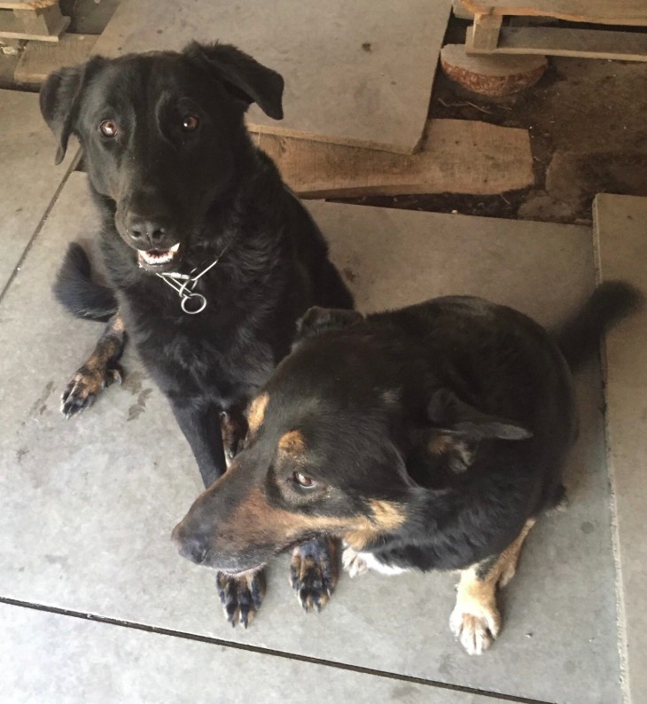 03.01.26 Perdus : 1 chien + 1 chienne, type croisé Beauceron, à Saint Amans Valtoret. Tél : 06.29.94.62.21 ou contact facebook.com/merlin.lenchan… #Tarn