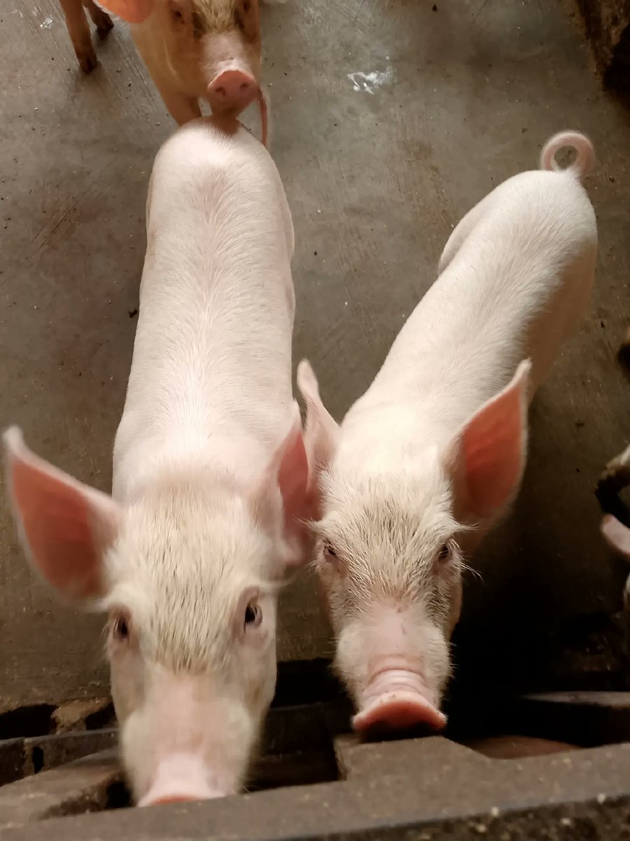 Farmer_emmy6676's tweet image. Animals can tell you what they need — if only you learn to watch closely and listen patiently 👩‍🌾🐖
#FarmWisdom #LearnByObservation