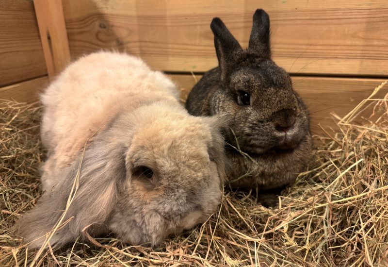 Dierenbescherming tweet media