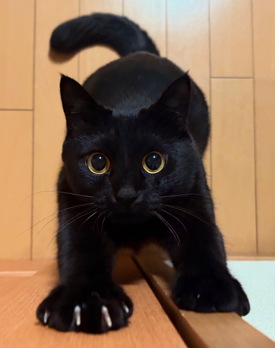のび〜っ。 #黒猫