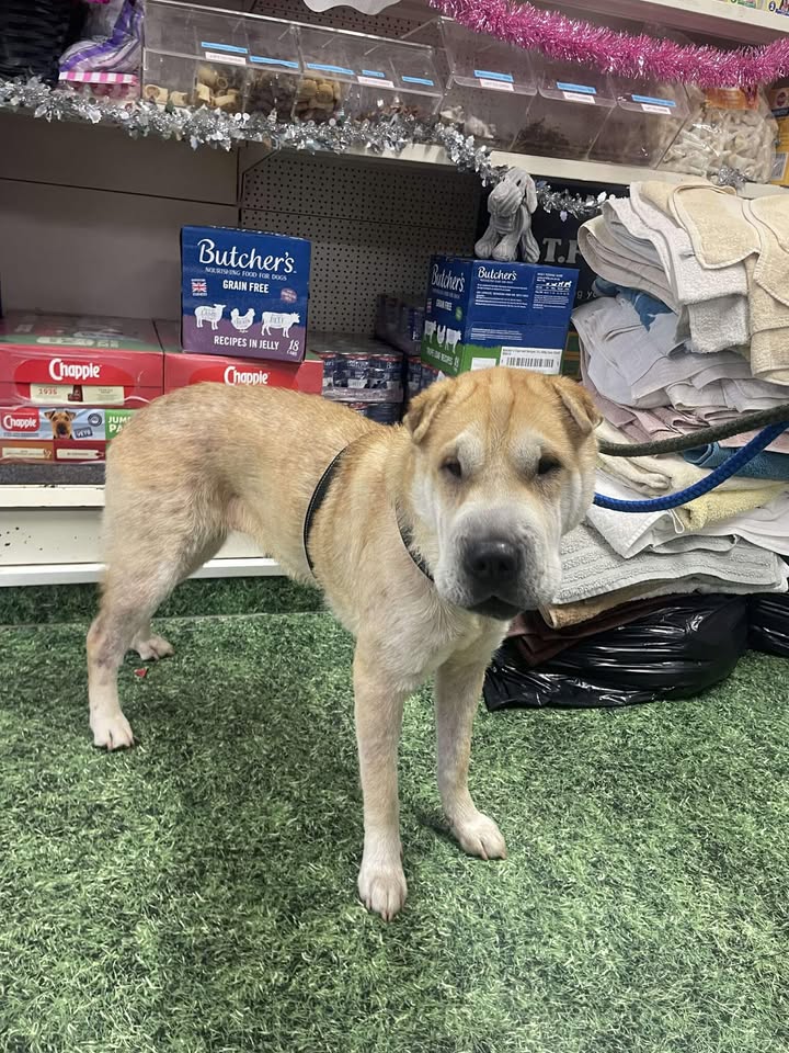 AdoptionsUk's tweet image. Please retweet to help find the owner or a rescue shelter space for this stray/dumped dog found #TORQUAY #DEVON #UK  Found 2 Jan 2026 💔💔💔
'We have had an Shar-pei X brought in to us after she was found straying in the Torquay area earlier today. She was wearing a pink harness