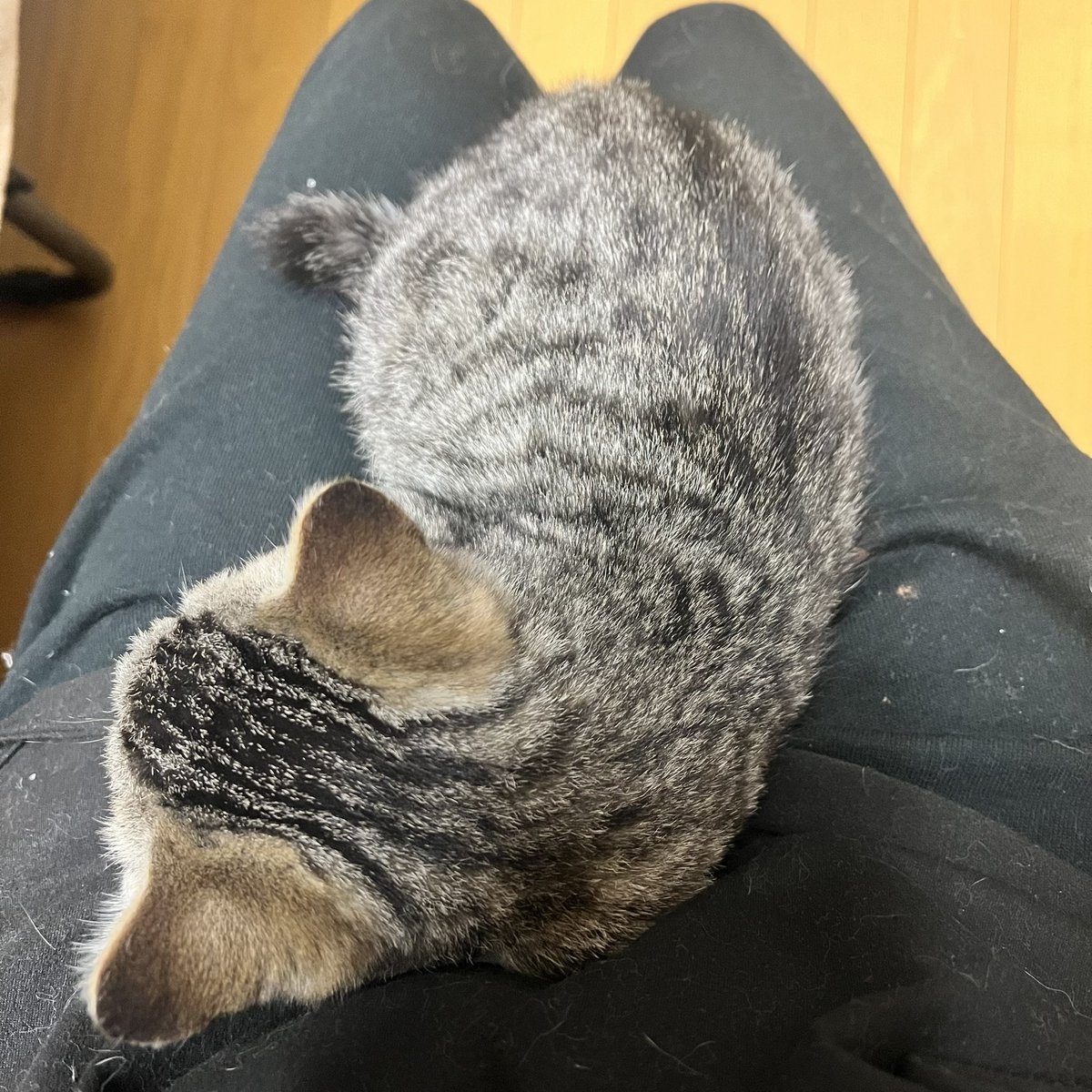 ｺﾆｬﾝが乗ってて動けません。
私はロフトに上がるハシゴに座ってるので動けなくて尻が痛いです。
猫が8匹もいるので(うちの子達含む)スウェット毛だらけ…